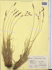 Carex haematostoma Nees, Средняя Азия и Казахстан, Памир и Памиро-Алай (M2) (Таджикистан)