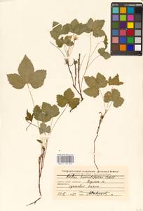 Костяника хмелелистная C.A.Mey., Восточная Европа, Восточный район (E10) (Россия)