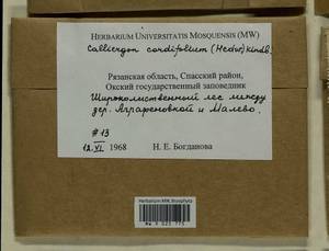 Calliergon cordifolium (Hedw.) Kindb., Гербарий мохообразных, Мхи - Центральное Нечерноземье (B6) (Россия)