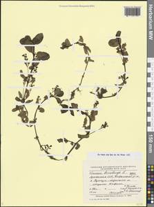 Вероника поточная L., Кавказ, Армения (K5) (Армения)