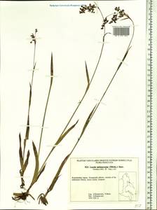 Luzula parviflora subsp. melanocarpa (Michx.) Hämet-Ahti, Сибирь, Чукотка и Камчатка (S7) (Россия)