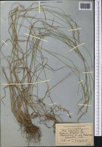 Мятлик дубравный L., Средняя Азия и Казахстан, Западный Тянь-Шань и Каратау (M3) (Киргизия)