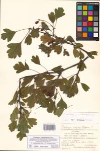 Crataegus ×subsphaericea Gand., Восточная Европа, Эстония (E2c) (Эстония)