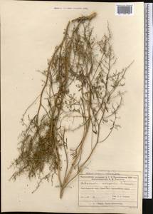 Полынь джунгарская Schrenk, Средняя Азия и Казахстан, Муюнкумы, Прибалхашье и Бетпак-Дала (M9) (Казахстан)