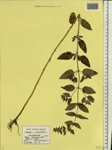 Mentha × verticillata L., Восточная Европа, Центральный лесостепной район (E6) (Россия)