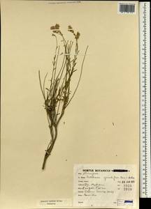 Крылотычинник крупноцветковый Boiss. & Hohen., Зарубежная Азия (ASIA) (Иран)