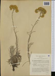 Helichrysum angustifolium (Lam.) DC., Западная Европа (EUR) (Италия)
