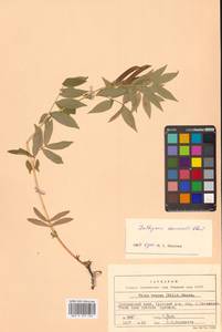 Чина Комарова Ohwi, Сибирь, Дальний Восток (S6) (Россия)