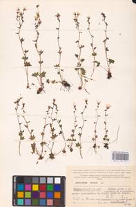 Камнеломка наклоненная, Камнеломка поникающая L., Восточная Европа, Северный район (E1) (Россия)