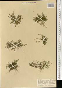 Звездчатка толстолистная Ehrh., Монголия (MONG) (Монголия)