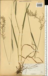 Sibirotrisetum sibiricum (Rupr.) Barberá, Восточная Европа, Центральный лесостепной район (E6) (Россия)