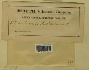 Bartramia halleriana Hedw., Гербарий мохообразных, Мхи (без точных пунктов) (B0)