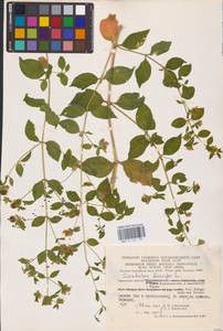 Волдырник ягодный (L.) Durande, Восточная Европа, Центральный район (E4) (Россия)