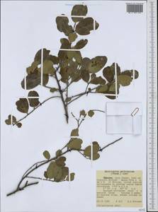 Mystroxylon aethiopicum, Африка (AFR) (Эфиопия)