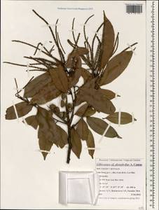 Lithocarpus platyphyllus A.Camus, Зарубежная Азия (ASIA) (Вьетнам)