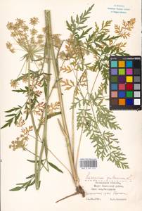 Silphiodaucus prutenicus (L.) Spalik, Wojew., Banasiak, Piwczyñski & Reduron, Восточная Европа, Московская область и Москва (E4a) (Россия)