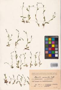 MHA 0 153 202, Незабудка прямостоячая Link ex Roem. & Schult., Восточная Европа, Нижневолжский район (E9) (Россия)