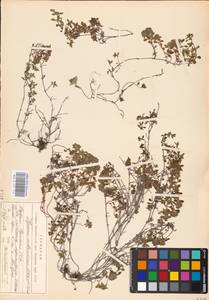MHA 0 157 719, Thymus serpyllum subsp. tanaensis (Hyl.) Jalas, Восточная Европа, Северный район (E1) (Россия)