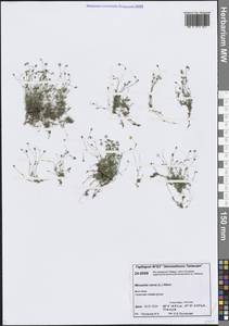 Минуарция весенняя, Сибирь, Центральная Сибирь (S3) (Россия)