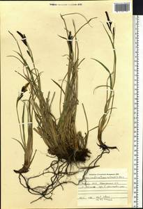 Carex bigelowii subsp. ensifolia (Turcz. ex Gorodkov) Holub, Сибирь, Якутия (S5) (Россия)