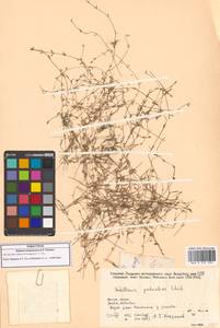 Звездчатка колымская A.P.Khokhr., Сибирь, Якутия (S5) (Россия)
