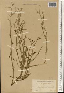 Rumex scutatus subsp. hastifolius (M. Bieb.) Borodina, Зарубежная Азия (ASIA) (Турция)