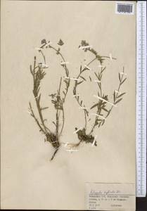 Истод хохлатый, Средняя Азия и Казахстан, Муюнкумы, Прибалхашье и Бетпак-Дала (M9) (Казахстан)