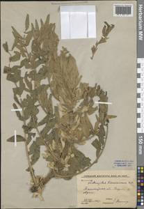 Астрагал Сиверса Pall., Средняя Азия и Казахстан, Западный Тянь-Шань и Каратау (M3) (Узбекистан)