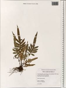 Pteris ensiformis Burm., Зарубежная Азия (ASIA) (Вьетнам)