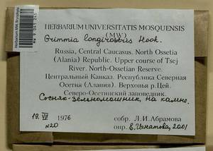 Grimmia longirostris Hook., Гербарий мохообразных, Мхи - Северный Кавказ и Предкавказье (B12) (Россия)
