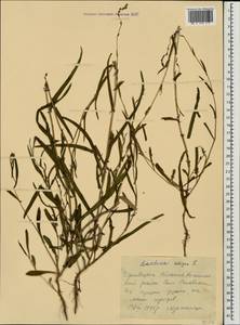 Латук солончаковый, Латук ивовый L., Восточная Европа, Западно-Украинский район (E13) (Украина)