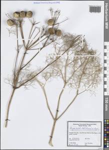 Прангос трехраздельный (Mill.) Herrnst. & Heyn, Западная Европа (EUR) (Португалия)