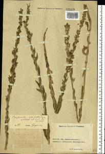 Колокольчик крупноколосый Waldst. & Kit. ex Willd., Восточная Европа, Южно-Украинский район (E12) (Украина)