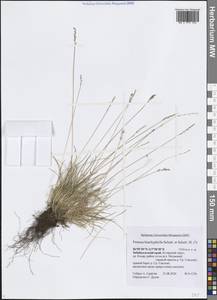 Овсяница коротколистная Schult. & Schult.f., Сибирь, Прибайкалье и Забайкалье (S4) (Россия)