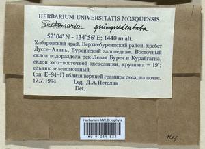 Trilophozia quinquedentata (Huds.) Bakalin, Гербарий мохообразных, Мхи - Дальний Восток (без Чукотки и Камчатки) (B20) (Россия)