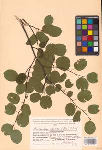 Amelanchier × spicata (Lam.) K.Koch, Восточная Европа, Западный район (E3) (Россия)