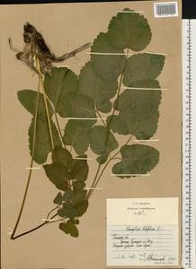 Silphiodaucus hispidus (M. Bieb.) Spalik, Wojew., Banasiak, Piwczyñski & Reduron, Восточная Европа, Центральный лесостепной район (E6) (Россия)