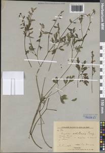 Хохлатка охотская Turcz., Сибирь, Дальний Восток (S6) (Россия)