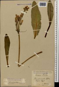 Primula crassifolia Lehm., Кавказ, Северная Осетия, Ингушетия и Чечня (K1c) (Россия)