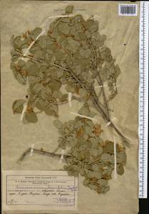 Жимолость монетолистная Jaub. & Spach, Средняя Азия и Казахстан, Западный Тянь-Шань и Каратау (M3) (Узбекистан)