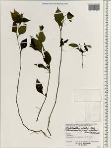 Strobilanthes attenuata subsp. attenuata, Зарубежная Азия (ASIA) (Непал)