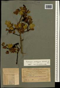 Боярышник пятипестичный Waldst. & Kit. ex Willd., Кавказ, Азербайджан (K6) (Азербайджан)