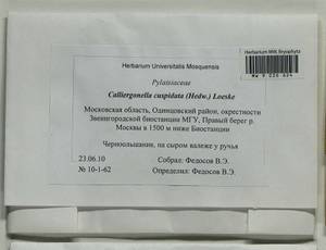 Calliergonella cuspidata (Hedw.) Loeske, Гербарий мохообразных, Мхи - Москва и Московская область (B6a) (Россия)