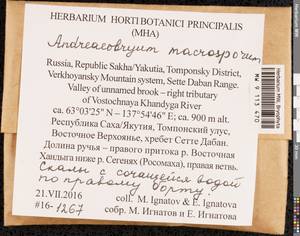 Andreaeobryum macrosporum Steere & B.M. Murray, Гербарий мохообразных, Мхи - Якутия (B19) (Россия)