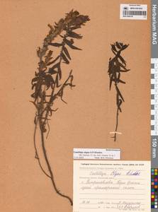 Кастиллея Павлова Rebrist., Сибирь, Чукотка и Камчатка (S7) (Россия)