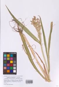 Sorghum bicolor subsp. bicolor, Восточная Европа, Московская область и Москва (E4a) (Россия)