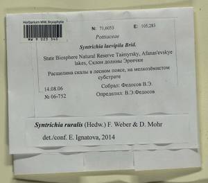 Syntrichia ruralis (Hedw.) F. Weber & D. Mohr, Гербарий мохообразных, Мхи - Красноярский край, Тыва и Хакасия (B17) (Россия)