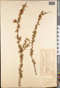 Prunus prostrata var. concolor (Boiss.) Lipsky, Средняя Азия и Казахстан, Памир и Памиро-Алай (M2) (Киргизия)