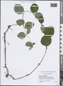 Жимолость душистая, Каприфоль L., Восточная Европа, Московская область и Москва (E4a) (Россия)