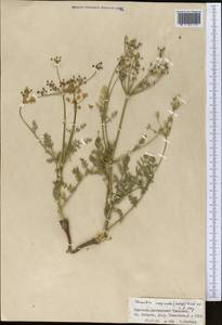 Шренкия влагалищная (Ledeb.) Fisch. & C.A.Mey., Средняя Азия и Казахстан, Северный и Центральный Тянь-Шань (M4) (Киргизия)